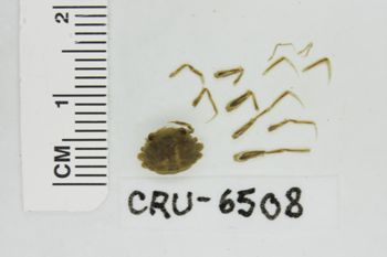 Media type: image;   Invertebrate Zoology CRU-6508 Description: Preserved specimen.;